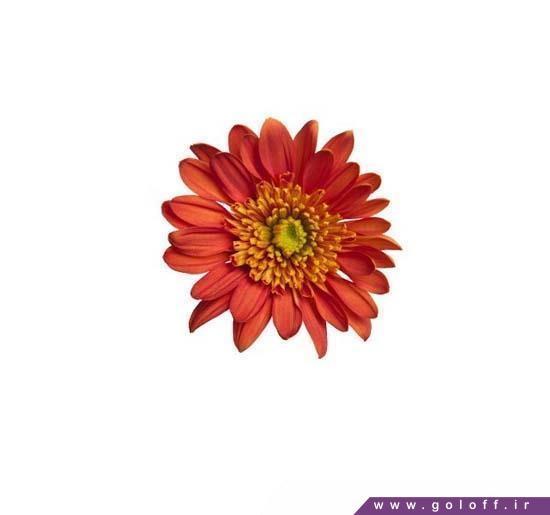 گلفروشی آنلاین گل کرزنتیا برادفورد اورنج - Chrysanthemums | گل آف